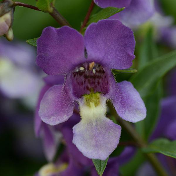 AngelMist® Spreading Bluebird Angelonia - Bloom