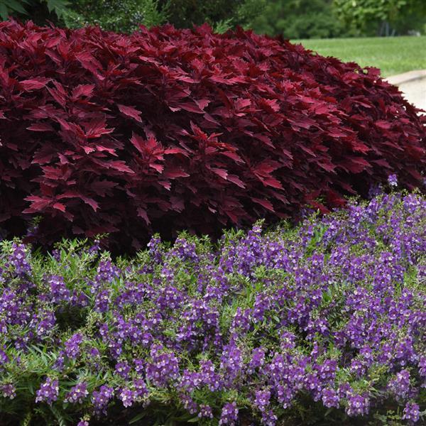 AngelMist® Spreading Bluebird Angelonia - Landscape