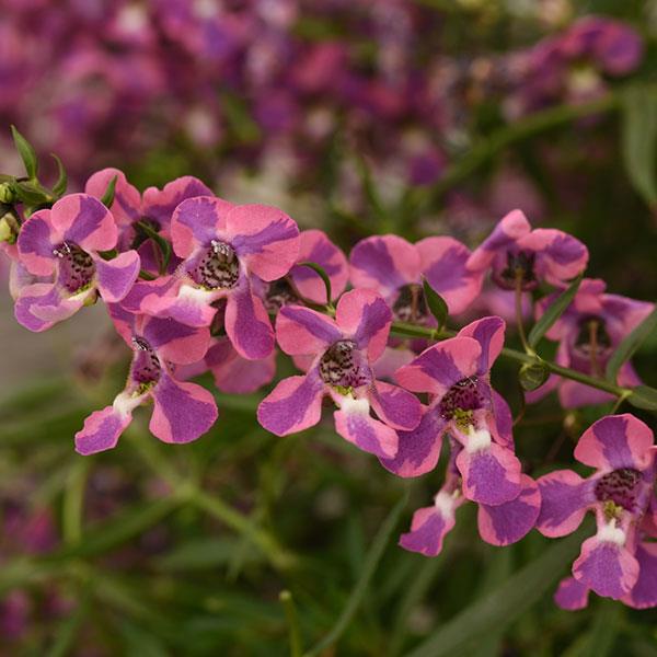 AngelMist® Spreading Berry Sparkler Angelonia - Bloom