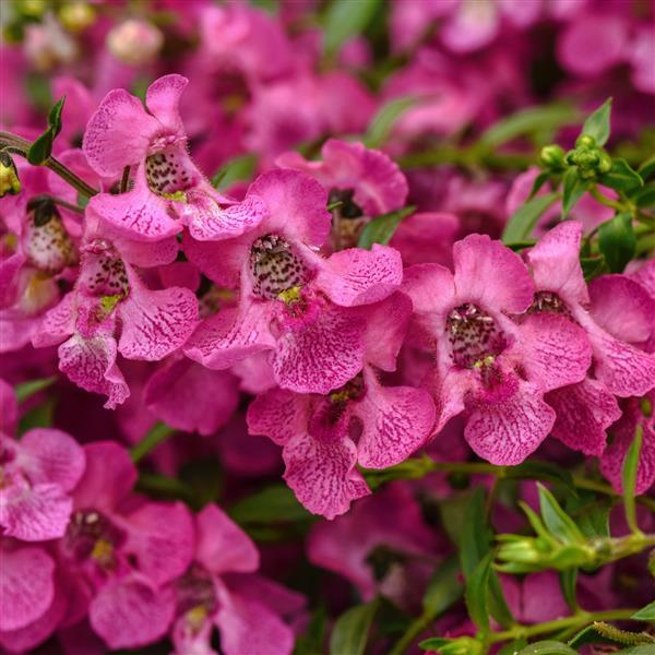 AngelMist® Spreading Pink Improved Angelonia - Bloom