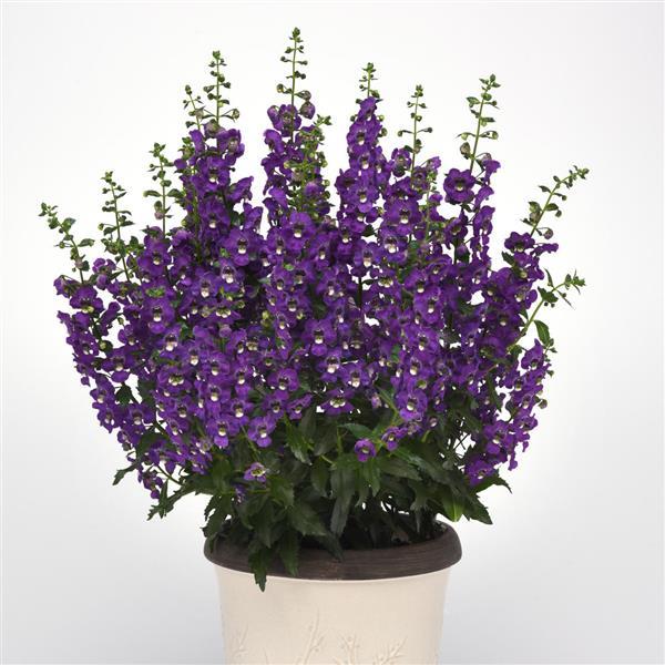 Archangel™ Purple Angelonia - Container