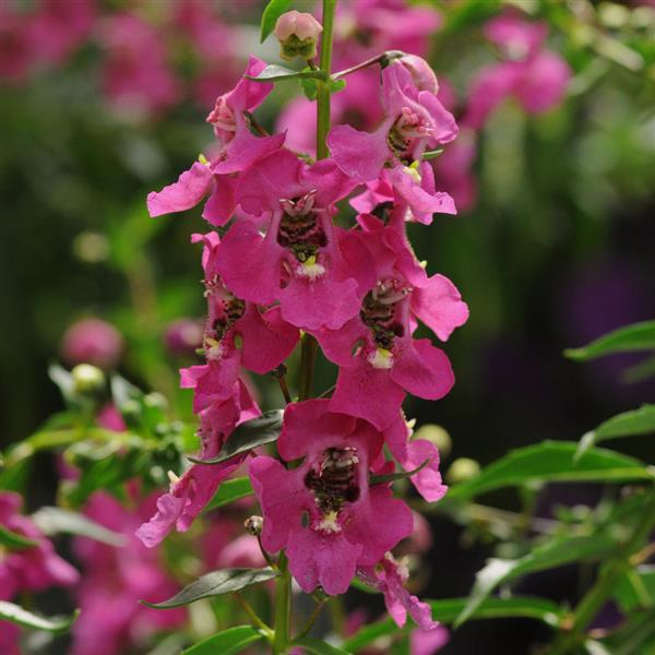 Archangel™ Raspberry Angelonia - Bloom