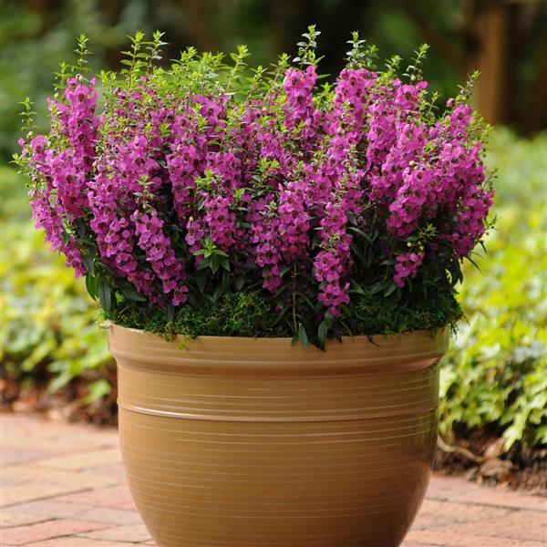 Archangel™ Raspberry Angelonia - Container