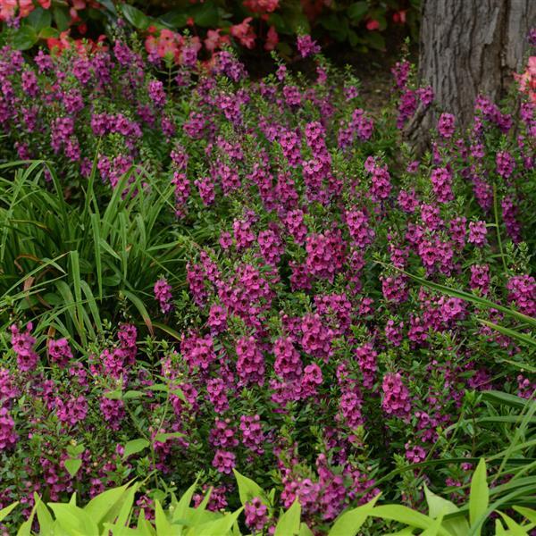 Archangel™ Raspberry Angelonia - Landscape