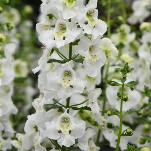 Archangel™ White Angelonia - Bloom