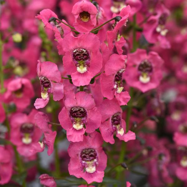 Archangel™ Coral Improved Angelonia - Bloom