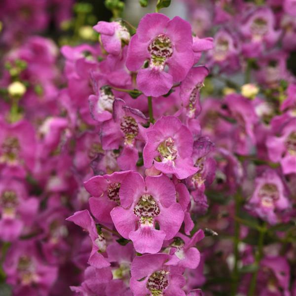 Archangel™ Pink Improved Angelonia - Bloom