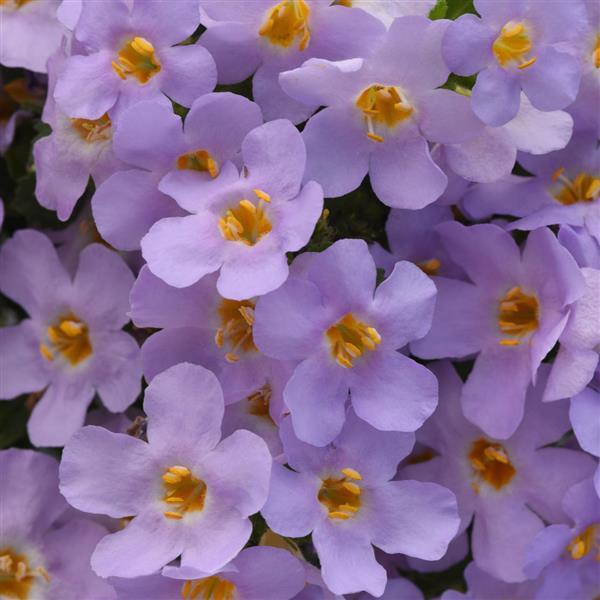 MegaCopa™ Lavender Bacopa - Bloom