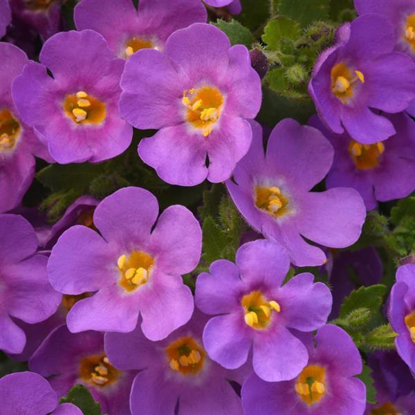 MegaCopa™ Plum Bacopa - Bloom