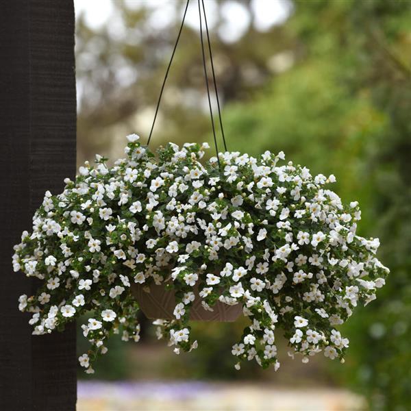 MegaCopa™ White Bacopa - Basket