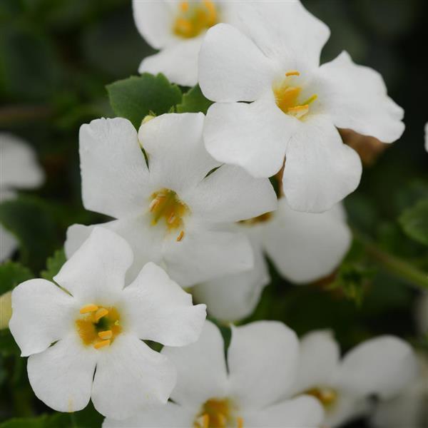 MegaCopa™ White Bacopa - Bloom