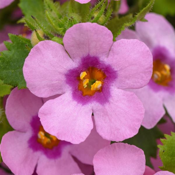 MegaCopa™ Dark Pink Bacopa - Bloom