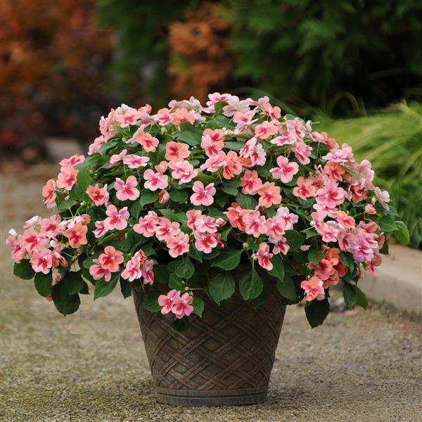 Patchwork™ Peach Prism Exotic Impatiens - Container