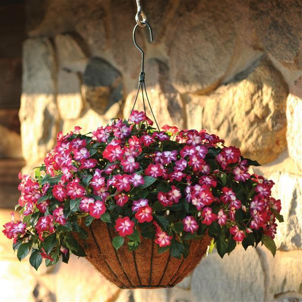 Patchwork™ Cosmic Burgundy Exotic Impatiens - Basket