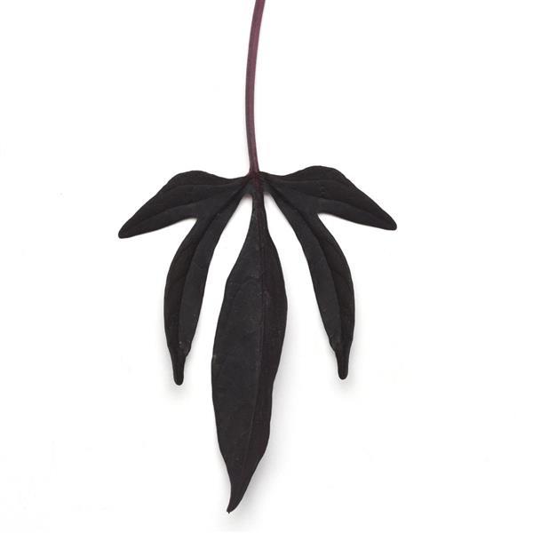 SolarPower™ Black Ipomoea - Bloom