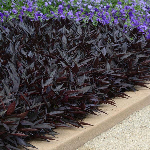 SolarPower™ Black Ipomoea - Landscape