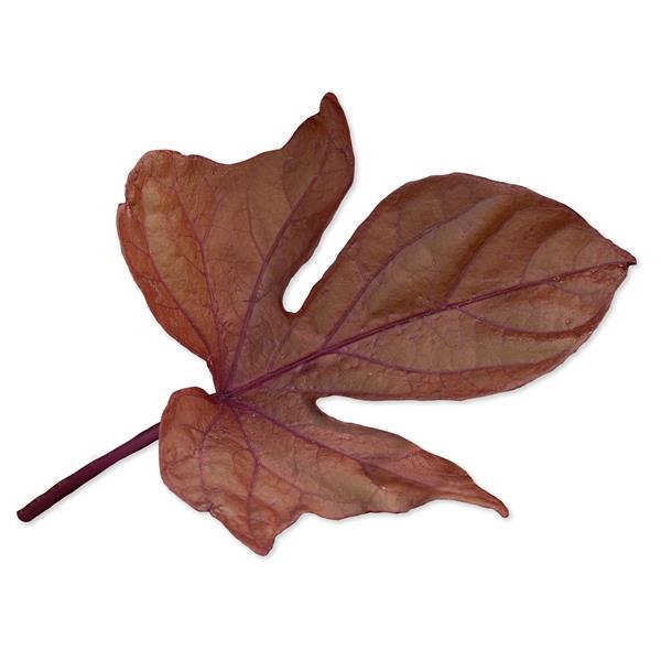 SolarPower™ Red Ipomoea - Bloom