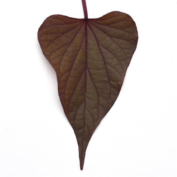 SolarPower™ Red Heart Ipomoea - Bloom