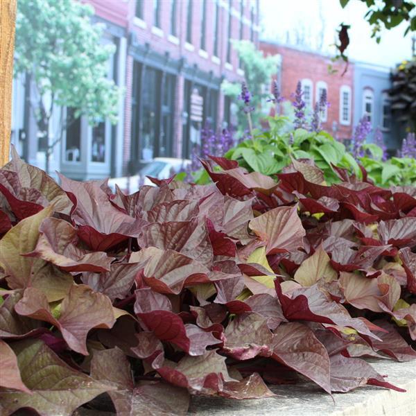 SolarPower™ Red Heart Ipomoea - Commercial Landscape 1