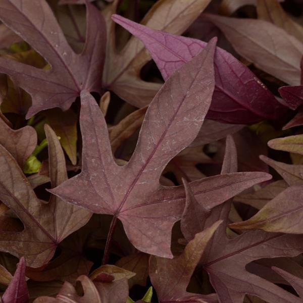 Spotlight™ Red Ipomoea - Bloom