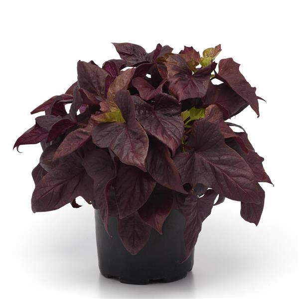 Spotlight™ Red Heart Ipomoea - Container