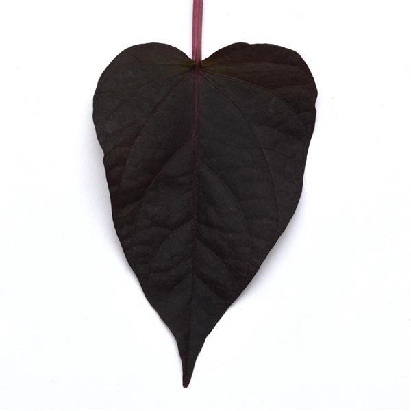 Spotlight™ Black Heart Ipomoea - Bloom