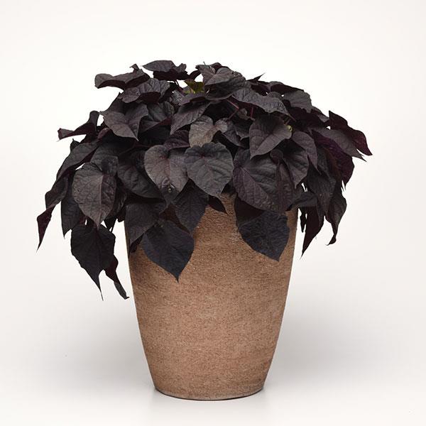 Spotlight™ Black Heart Ipomoea - Container