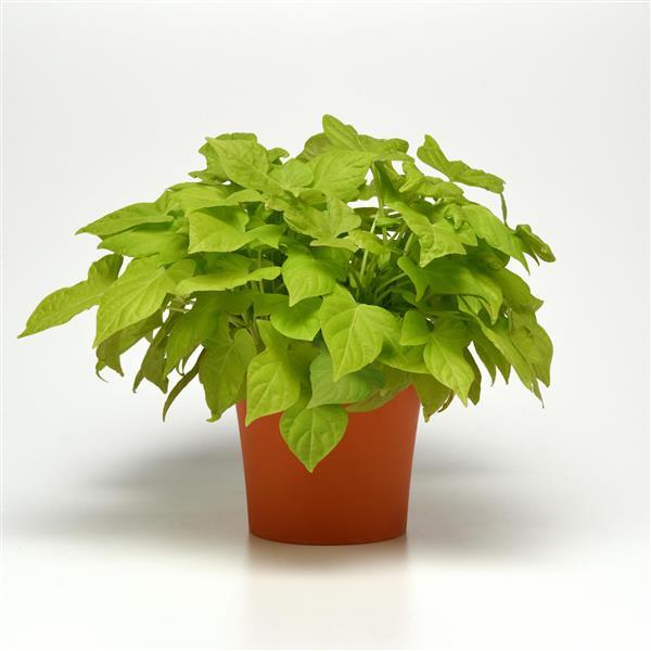 Spotlight™ Lime Heart Ipomoea - Container