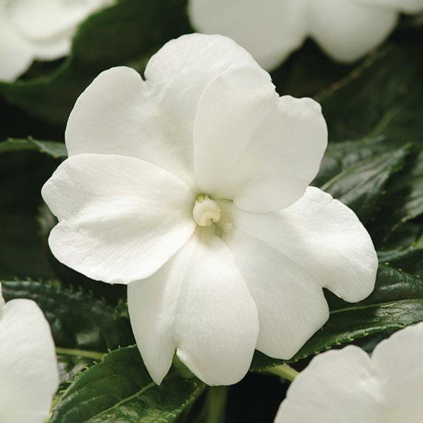 Celebration White New Guinea Impatiens - Bloom