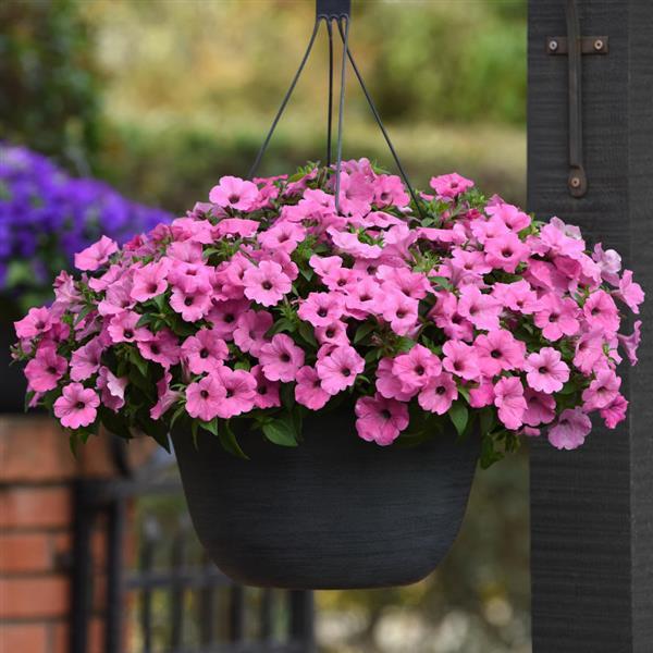 ColorRush™ Pink Petunia - Basket