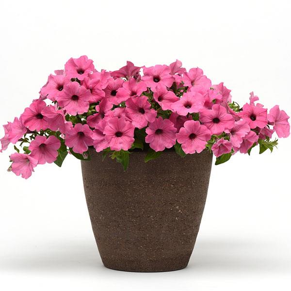 ColorRush™ Pink Petunia - Container