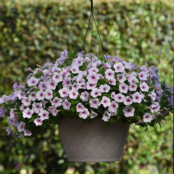 ColorRush™ Pink Vein Petunia - Basket