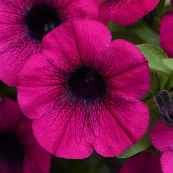 ColorRush™ Purple Petunia - Bloom