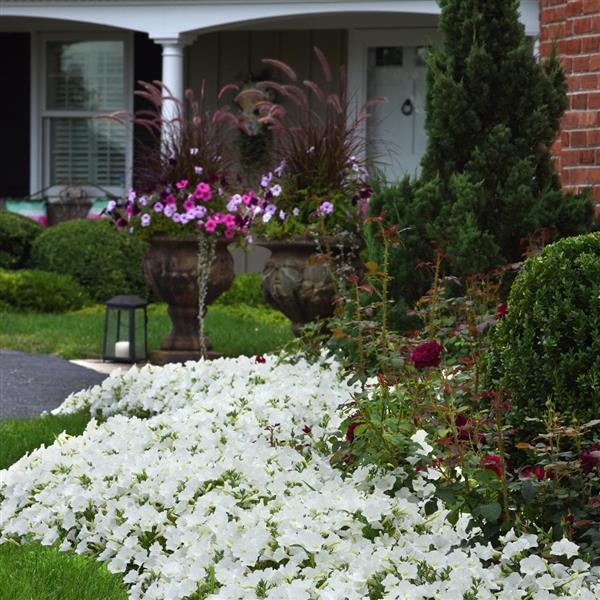 ColorRush™ White Petunia - Commercial Landscape 3