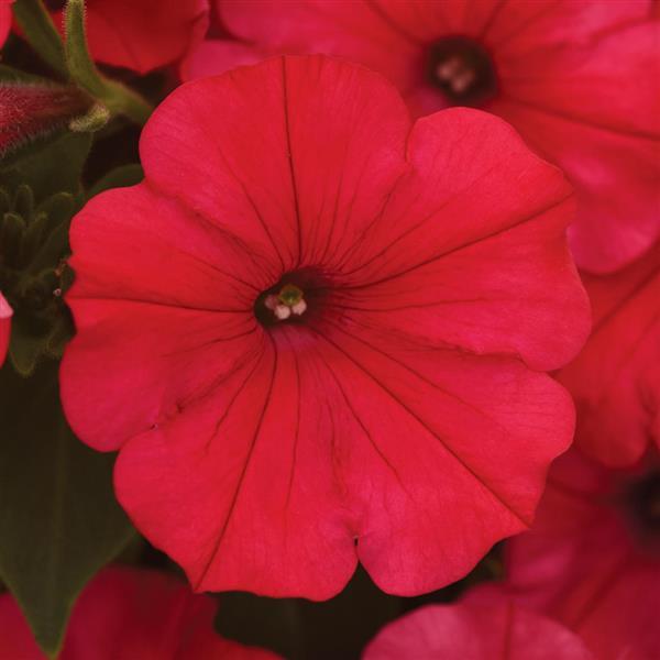 ColorRush™ Watermelon Red Petunia - Bloom