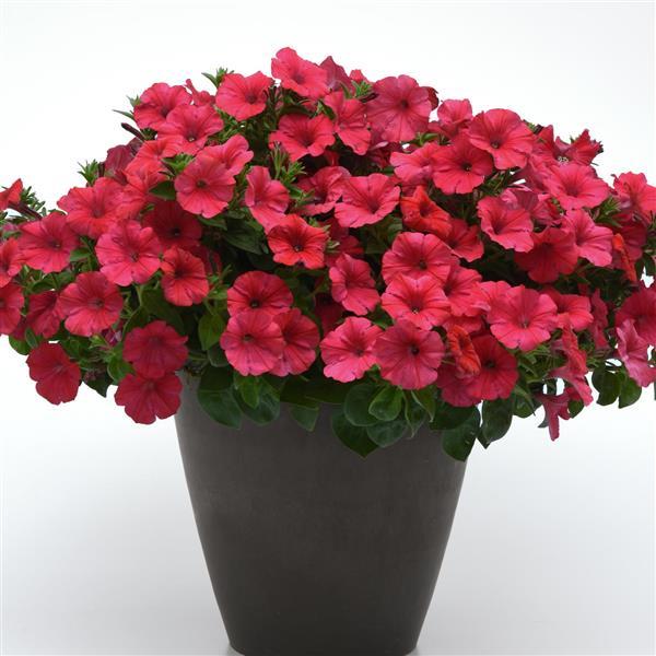 ColorRush™ Watermelon Red Petunia - Container