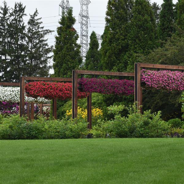 ColorRush™ Watermelon Red Petunia - Landscape