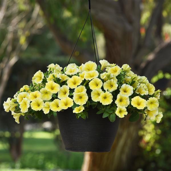 Bee's Knees Petunia - Basket