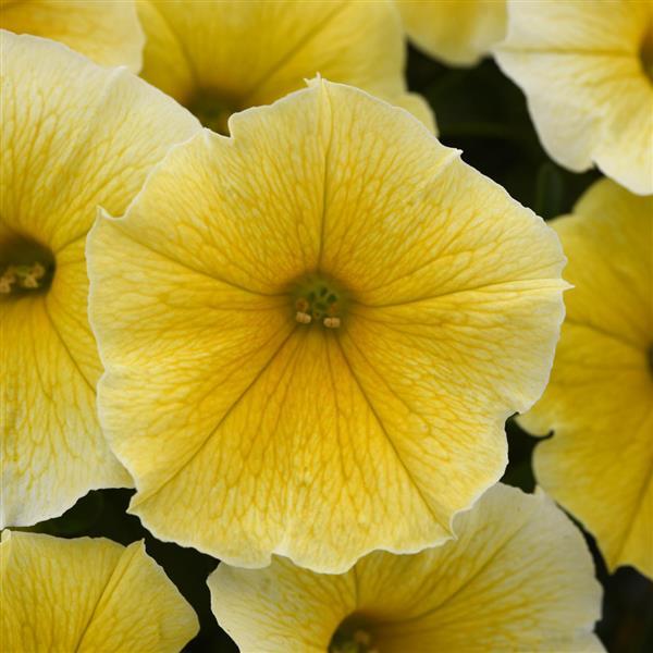 Bee's Knees Petunia - Bloom