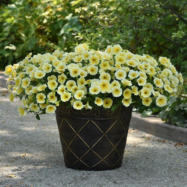 Bee's Knees Petunia - Container