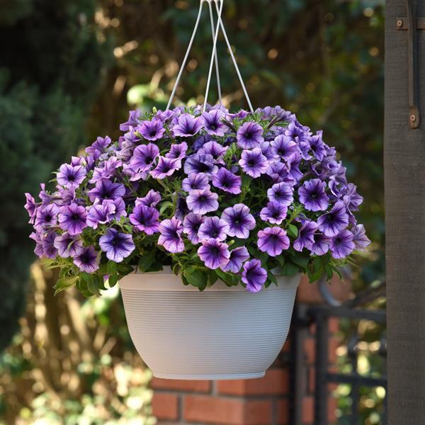 SureShot™ Blue Vein Petunia - Basket