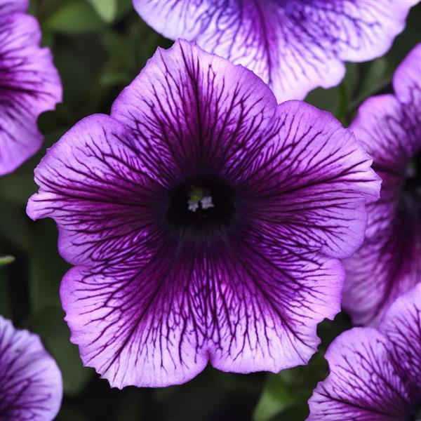 SureShot™ Blue Vein Petunia - Bloom