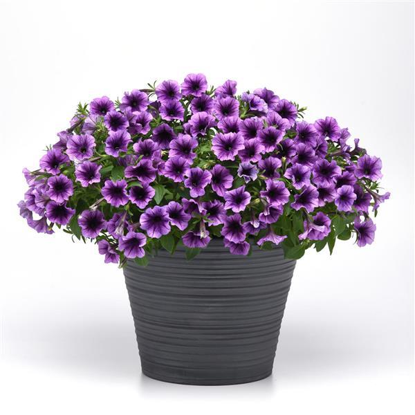 SureShot™ Blue Vein Petunia - Container