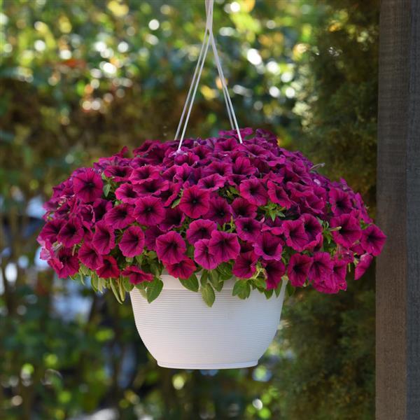 SureShot™ Magenta Petunia - Basket