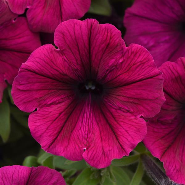 SureShot™ Magenta Petunia - Bloom