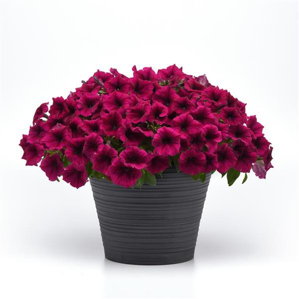 SureShot™ Magenta Petunia - Container