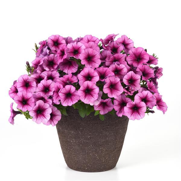 SureShot™ Pink Vein Petunia - Container