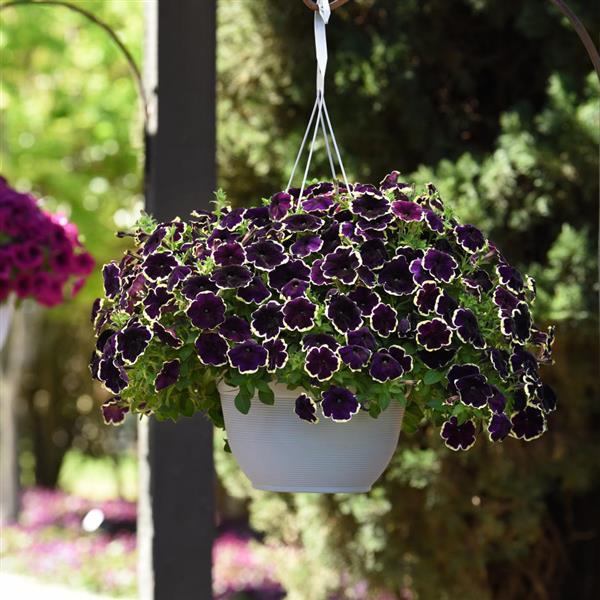 SureShot™ Blueberries & Cream Petunia - Basket