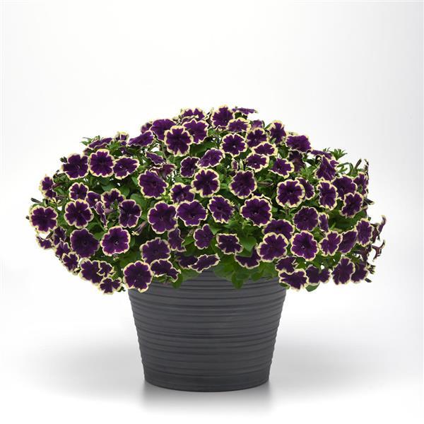 SureShot™ Blueberries & Cream Petunia - Container