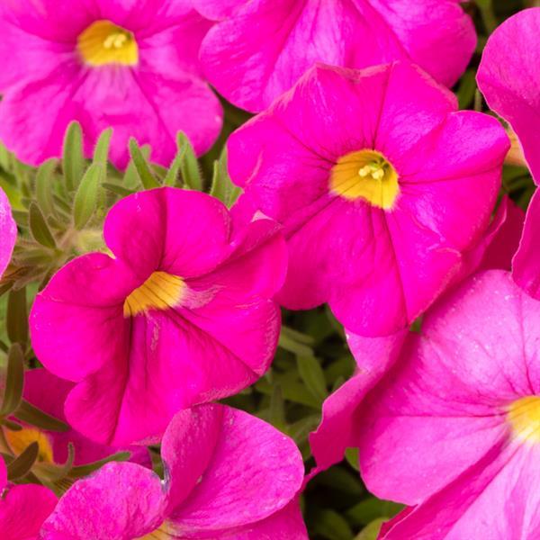 SuperCal® Shocking Pink Petchoa - Bloom